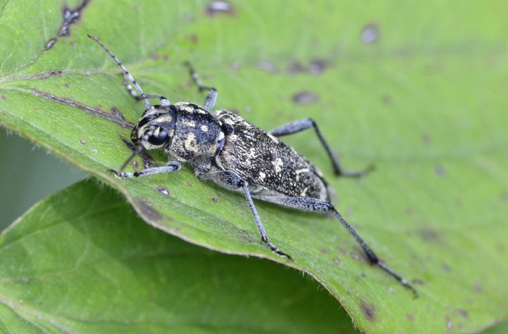 Xylotrechus rusticus